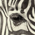 Zebra (detail)